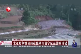 “象”往何方？  北迁野象群目前在昆明市晋宁区范围内活动视频封面