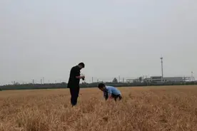 高邑“种植红薯造成小麦绝收”事件续：涉事公司曾出钱购买药物对小麦进行抢救图片