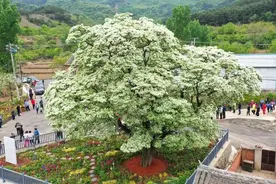 北京到底还有几棵古流苏树？最老一株树龄约为580年图片