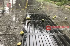 南宁街边树果在风雨中纷纷掉落：天上下大雨，树下下“扁桃雨”图片