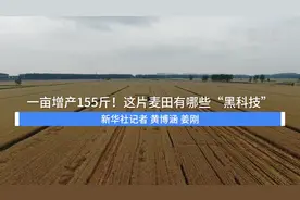 一亩增产155斤！这片麦田有哪些“黑科技”视频封面