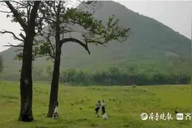 拍照超出片儿！济南华山“三棵树”成为网红打卡地图片
