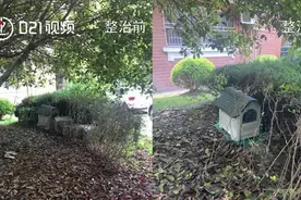 居委回应小区搭出数十流浪猫窝：征求各方意见后出面整治，数量已减半，将设流浪猫绝育基金视频封面