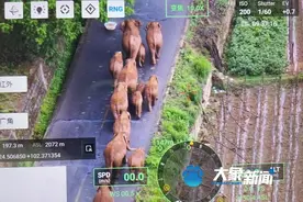 “豫”和大象有啥关系？几千年前河南就是大象的老家图片
