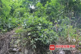 首次向世界公布！崇左发现竹科新品种“中越悬竹”图片