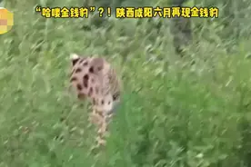 金钱豹再次现身陕西咸阳，当地提醒图片