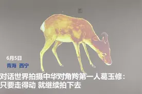 对话世界拍摄中华对角羚第一人葛玉修：只要走得动，就继续拍下去图片