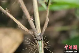 广西边境发现竹类植物新种“中越悬竹”图片