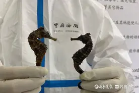 旅客带着10尾干海马入境！青岛流亭机场海关已将物品暂扣图片