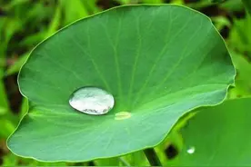 用这叶子煮水喝，轻松赶跑夏季小毛病图片