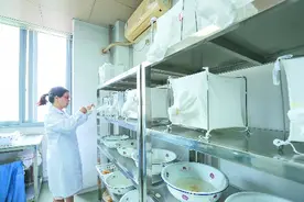 探访成都“蚊子工厂”图片