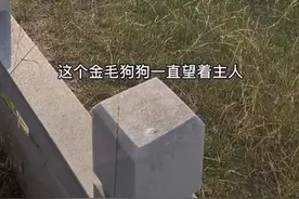 主人溺水身亡，金毛犬不吃不喝河边苦守一天一夜图片