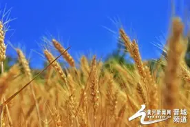 麦浪滚滚，每一帧都是热爱图片