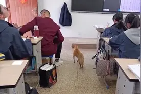为防止打扰考生！高考期间，爱蹭课的“校犬”暂时被关禁闭图片