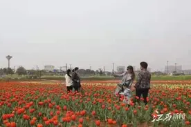 高安：打造靓丽城市，提升市民生活品质图片