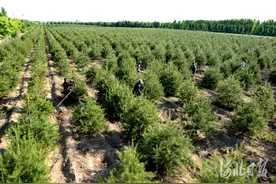 河北邢台：景观苗木助增收图片