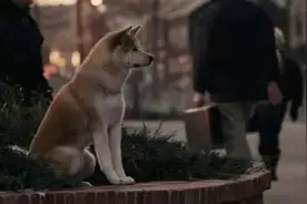 现实版“忠犬八公”！金毛犬河边苦等溺亡主人图片