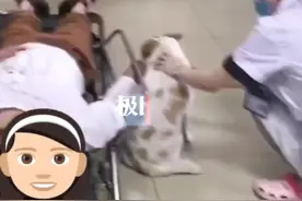 江苏一女子遇车祸住院，忠犬一路跟随守护，院方不忍驱赶图片