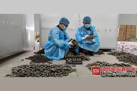 水果车中夹藏物品入境，凭祥海关查获38千克沉香制品图片