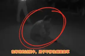 当着交警面，男子突然疯狂拔草吃…图片