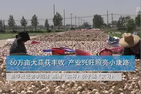 60万亩大蒜获丰收 产业兴旺照亮小康路视频封面