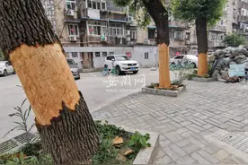 芜湖一小区三棵香樟树被剥皮 涉事女子已被找到图片