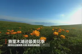 赛里木湖迎最美花季视频封面