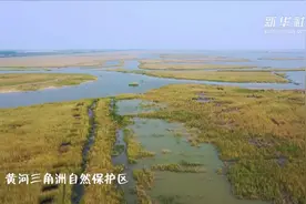 黄河三角洲成为600万只鸟儿的“家园”图片