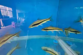 “复活”土著鱼 助力生物多样性保护图片