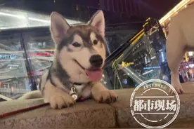南昌：狗给狗献血，“助狗为乐”的哈士奇却丢了命图片
