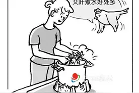 「我们的节日·端午」又到艾草飘香时，艾叶煮水洗浴有利于度夏图片