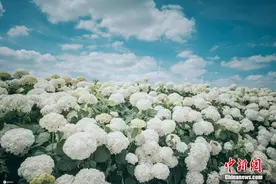 云南宜良南国山花绣球初夏盛开 朵朵绽放景色迷人图片