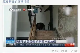 多所高校野猪出没！有回应了：是“知名校友”……图片