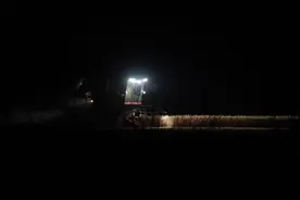 麦收直击丨麦子干了 怕下雨 麦客兄弟连夜抢收图片