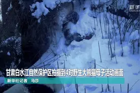 甘肃白水江自然保护区拍摄到4对野生大熊猫母子活动画面视频封面