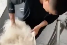狗狗咬破白酒桶把自己灌醉，只剩眼睛能动！网友：有故事的狗图片