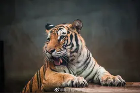 小心有虎！辽宁抚顺有村民发现猫科动物踪迹 当地政府已经禁止村民进山图片