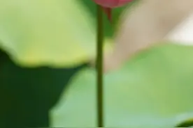 武汉惊现罕见双心莲​！一大波美图来了……图片