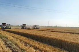 麦收开镰 颗粒归仓 滨州博兴田间地头收割忙视频封面