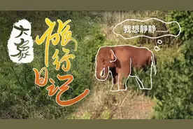 大象旅行日记⑥|想给象大哥打CALL图片