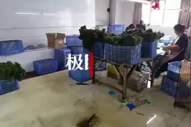 天然野生在深山，片片都是金叶子，鹤峰箬叶大娘一年收入10余万视频封面