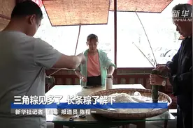 三角粽见多了 长条粽了解下视频封面