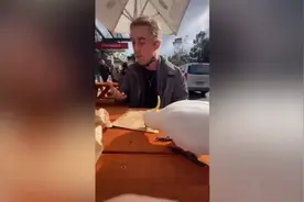 澳大利亚一只鹦鹉假装吃面包屑 抢走男子刚买的甜点图片