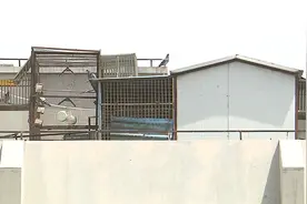 又吵又臭！楼顶养鸽几十年居民饱受其害 有关部门：限期整改图片