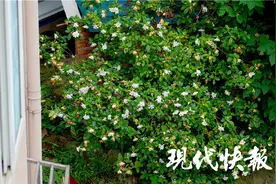 栀子花开，南京专属的夏日香气又来了图片