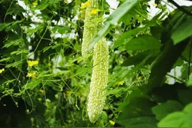 夏日饮食怎么吃？这种君子菜营养价值极高图片