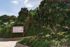 特优质晚熟荔枝品种“仙进奉”，“小特产”升级“大产业”图片