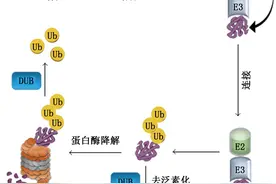 「综述」泛素特异性蛋白酶7研究进展图片