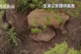 无人机拍到大象为酣睡小象驱蚊警戒画面图片