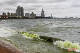 浒苔为何再袭青岛？生态专家权威解读图片